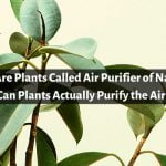 Why Are Plants Called Air Purifier of Nature?
