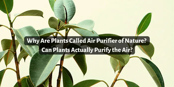 Why Are Plants Called Air Purifier of Nature