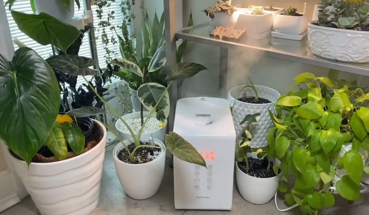 Can You Use A Diffuser As Humidifier For Indoor Plants