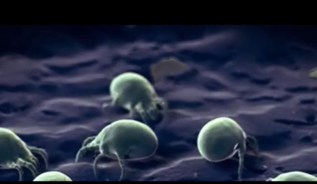 Do Humidifiers Help With Dust? How Does It Work?