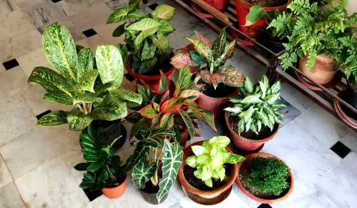 Keeps the Indoor Plants Healthy