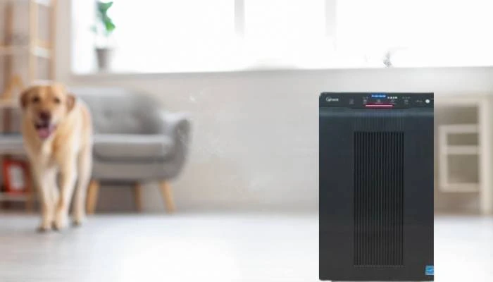 How to Do Air Purifiers Eliminate Musty Smells